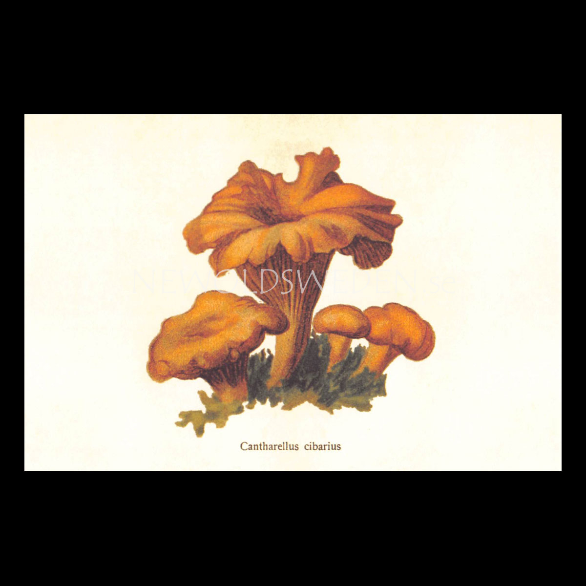 Cantharellus cibarius Vintage Vykort Nr: 155 - 10 x 15 cm - 429