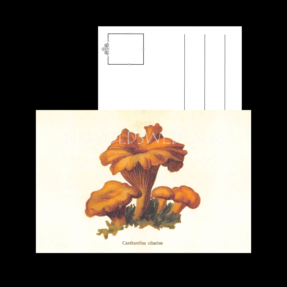 Cantharellus cibarius Vintage Vykort Nr: 155 - 10 x 15 cm - 429 - 3