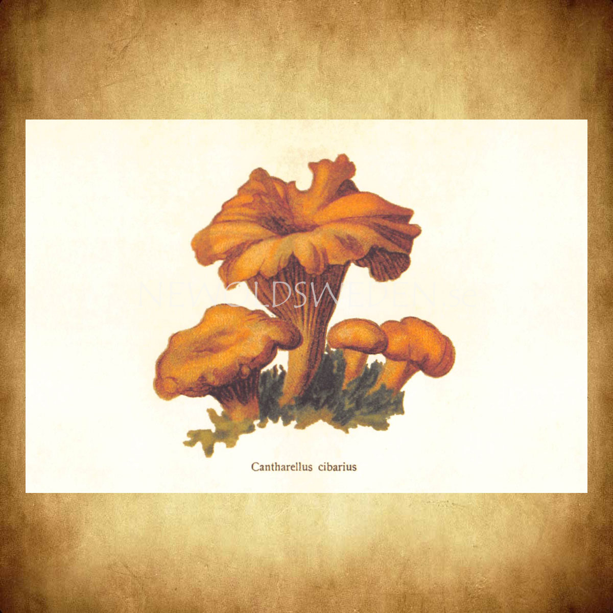 Cantharellus cibarius Vintage Vykort Nr: 155 - 10 x 15 cm - 429 - 2