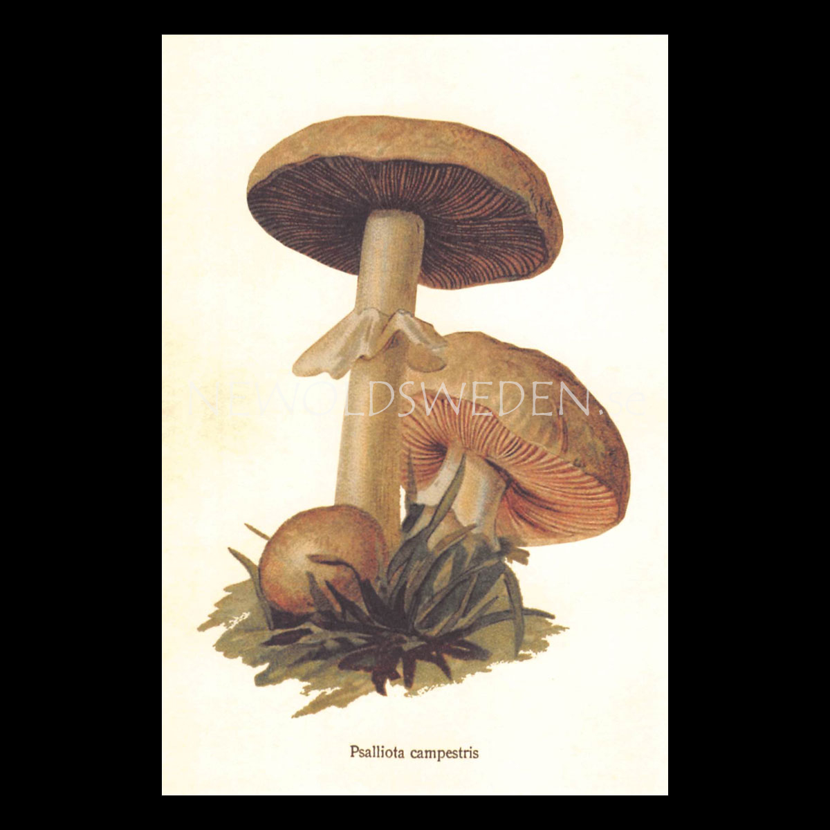 Psalliota campestris Vintage Vykort Nr: 154 - 10 x 15 cm - 429