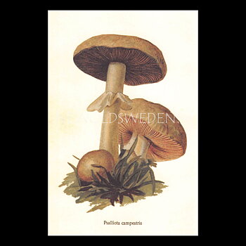 Psalliota campestris Vintage Vykort Nr: 154 - 10 x 15 cm - 429