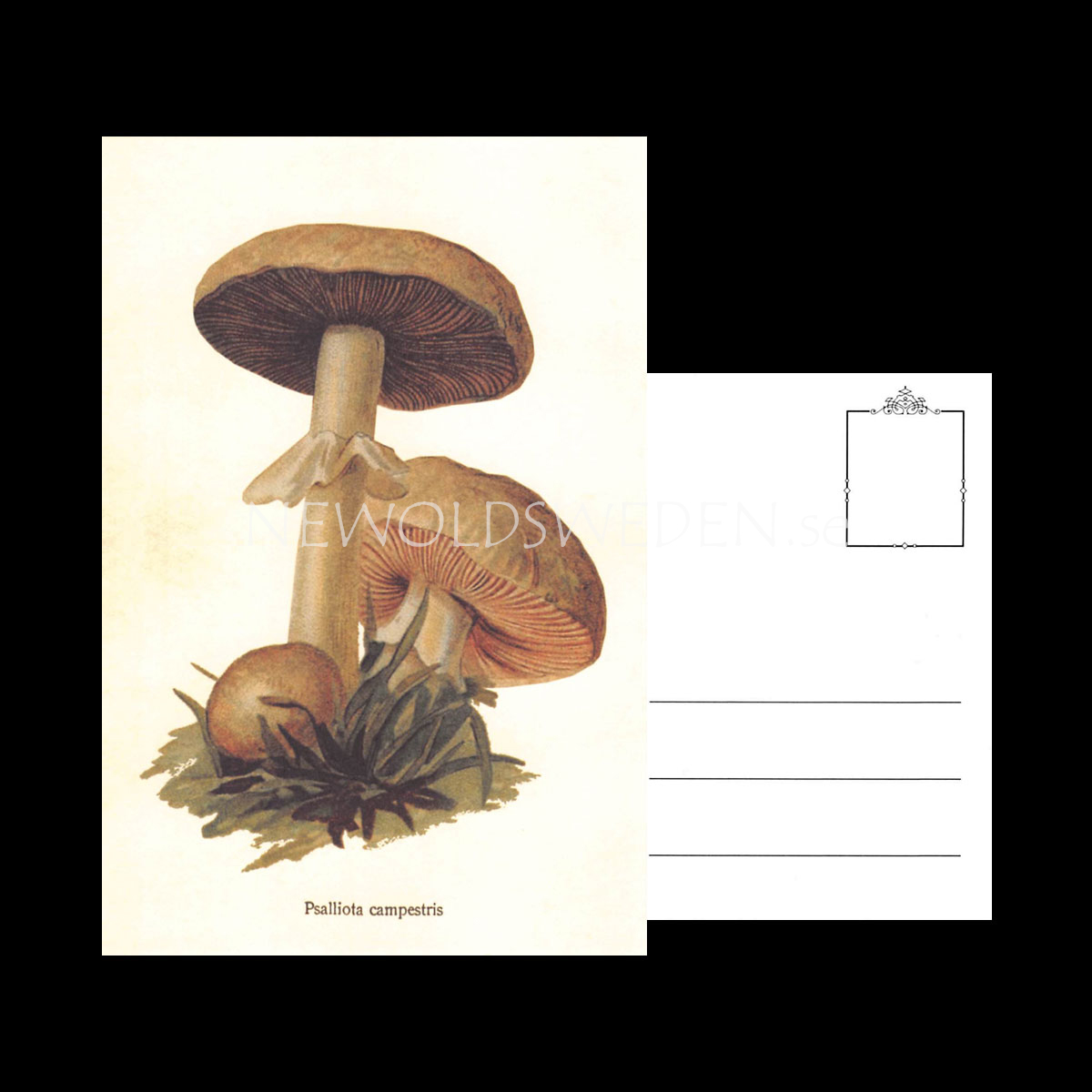 Psalliota campestris Vintage Vykort Nr: 154 - 10 x 15 cm - 429 - 3