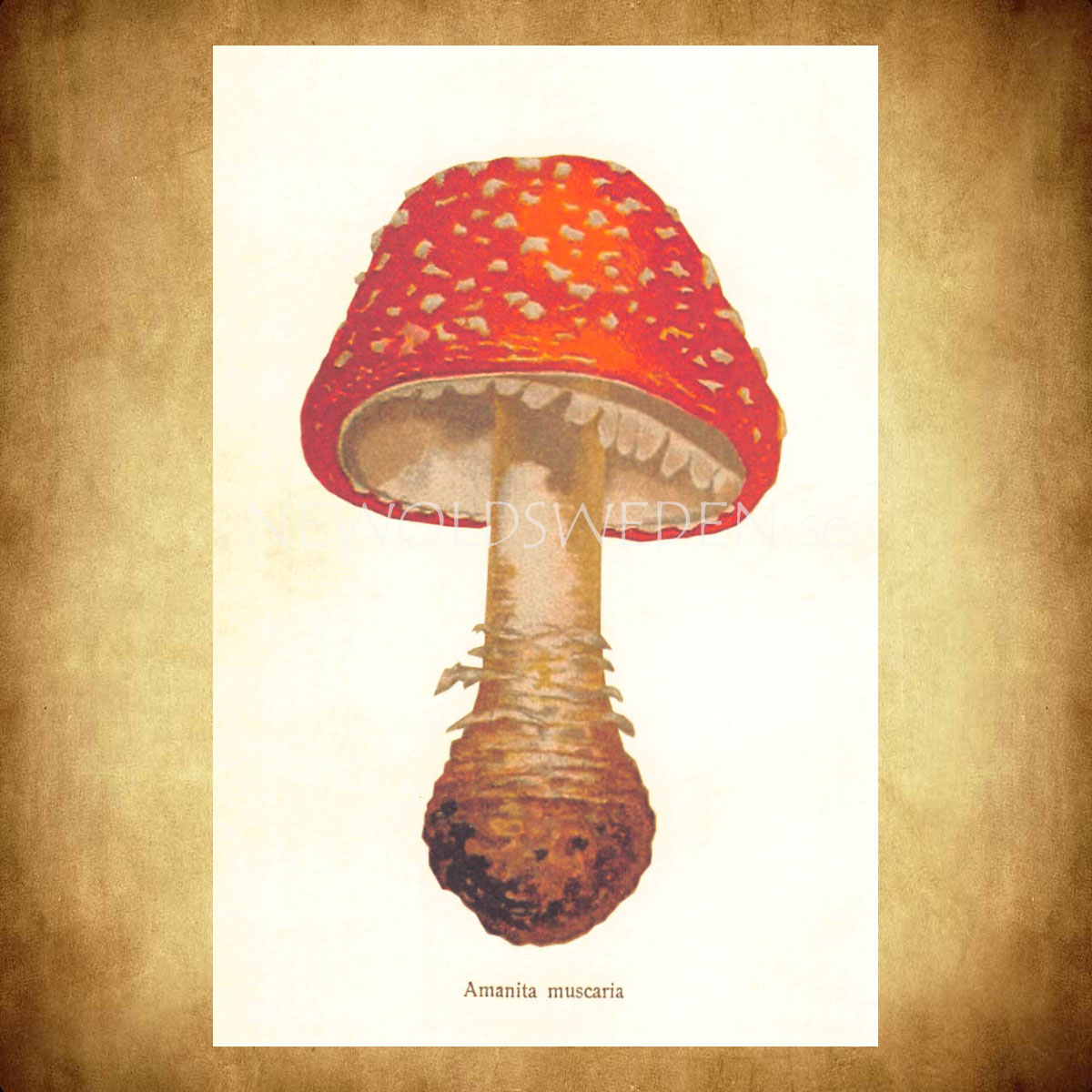 Amanita muscaria Vintage Vykort Nr: 153 - 10 x 15 cm - 429 - 2