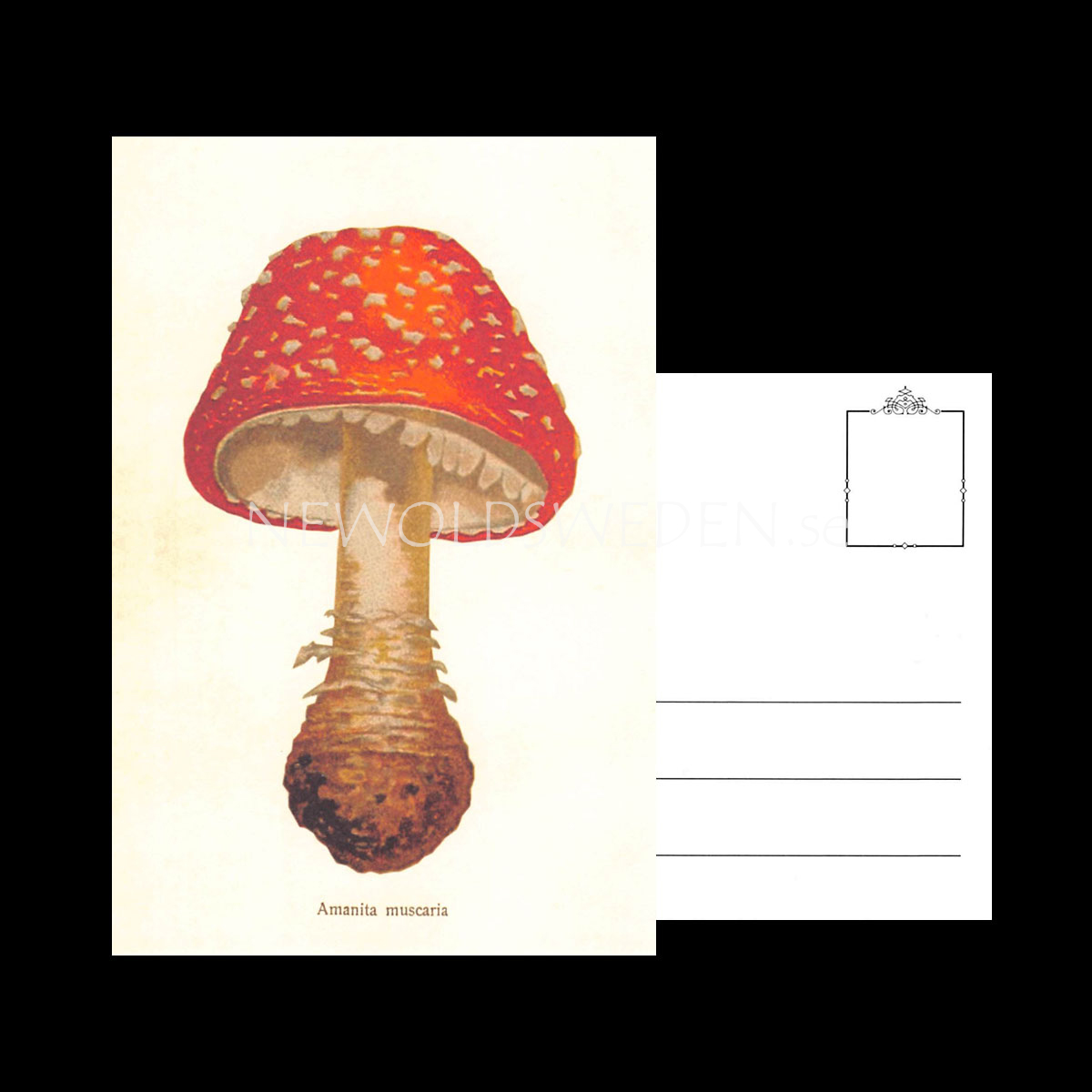 Amanita muscaria Vintage Vykort Nr: 153 - 10 x 15 cm - 429 - 3