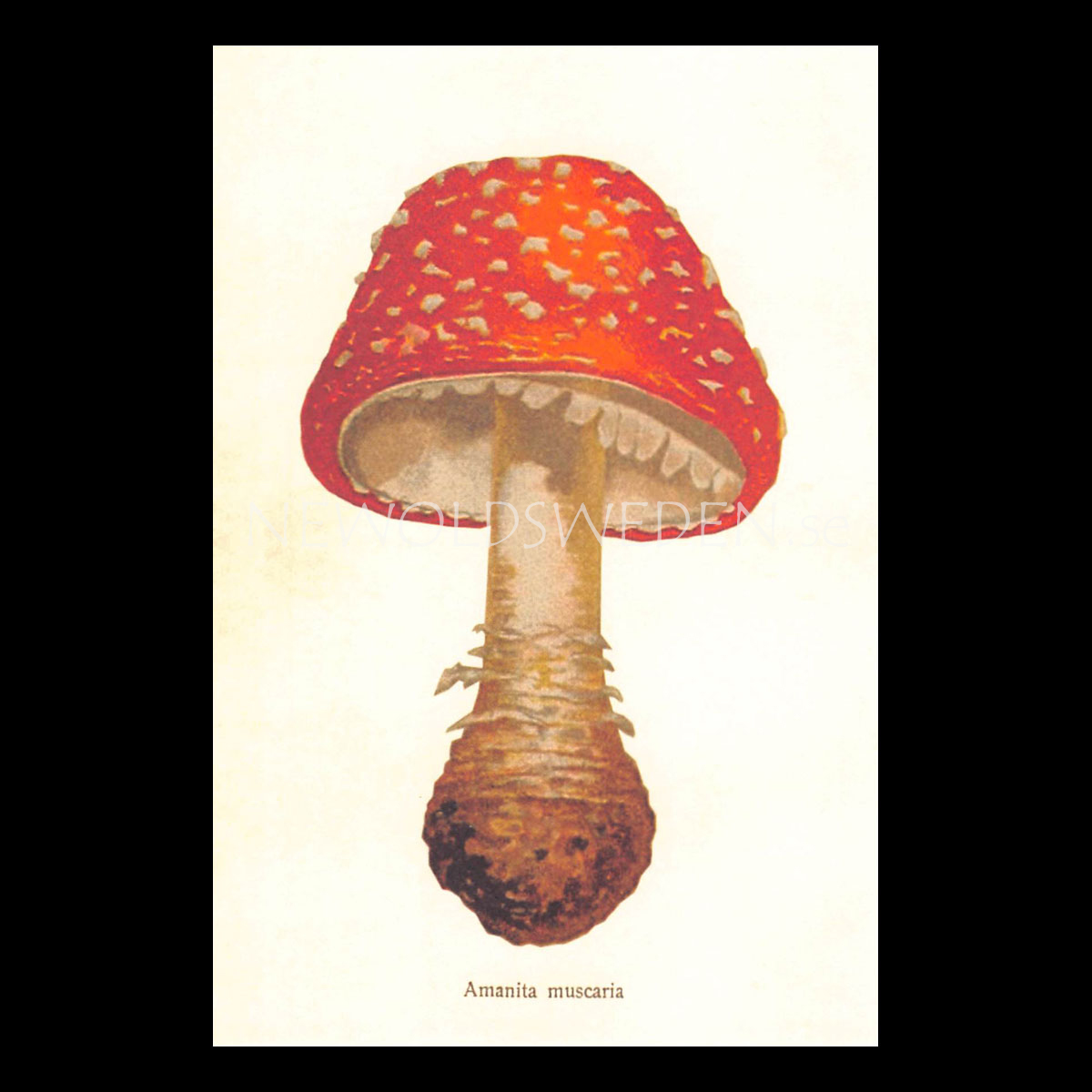 Amanita muscaria Vintage Vykort Nr: 153 - 10 x 15 cm - 429