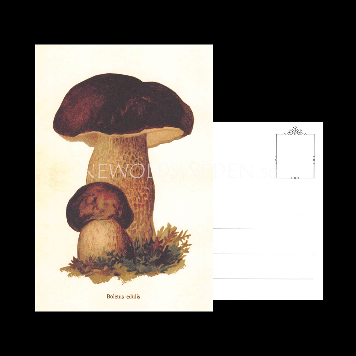 Boletus edulis Vintage Vykort Nr: 152 - 10 x 15 cm - 429 - 3