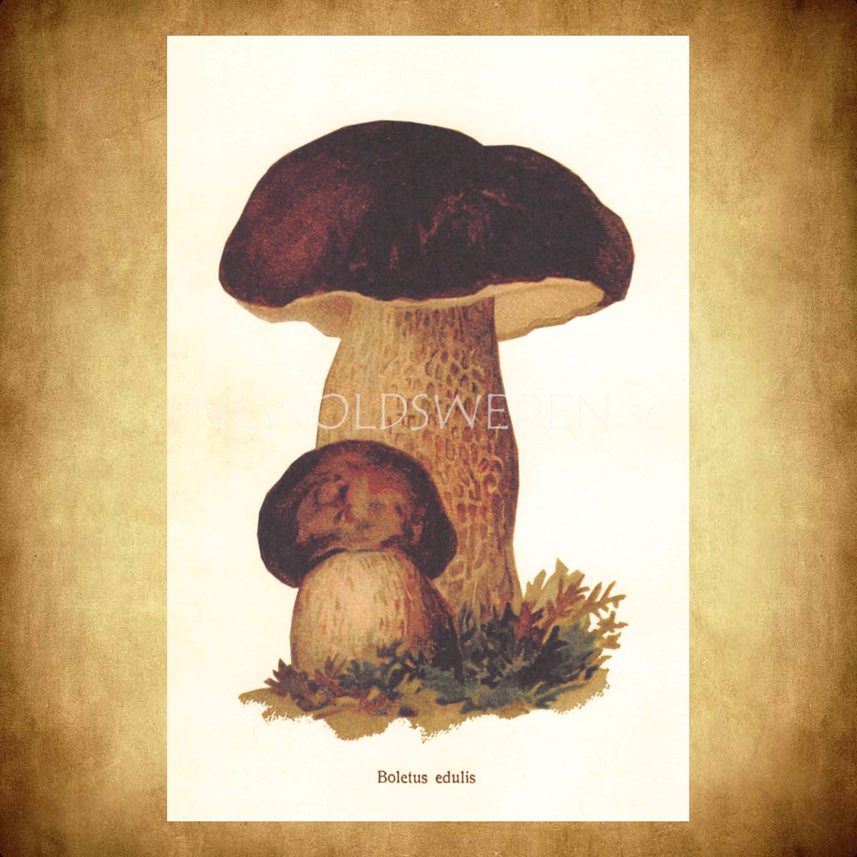 Boletus edulis Vintage Vykort Nr: 152 - 10 x 15 cm - 429 - 2