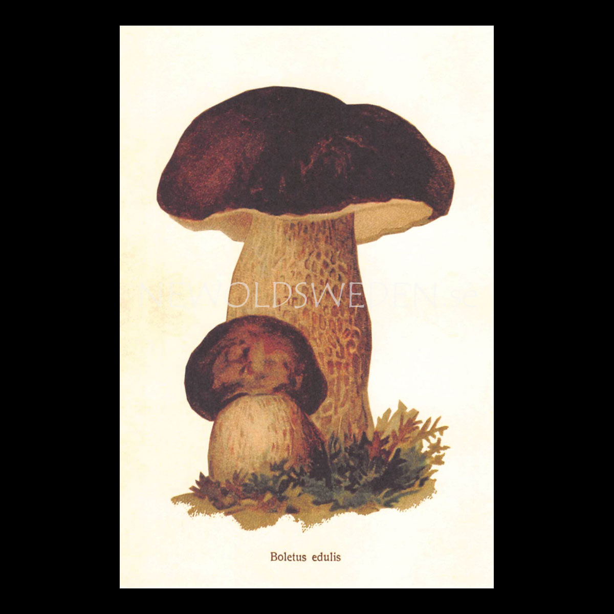 Boletus edulis Vintage Vykort Nr: 152 - 10 x 15 cm - 429