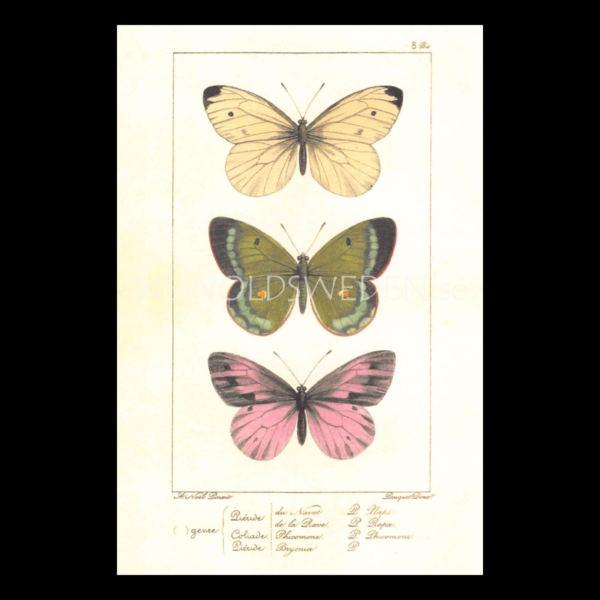 Butterflies Vintage Vykort Nr: 139 - 10 x 15 cm - 429