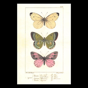 Butterflies Vintage Vykort Nr: 139 - 10 x 15 cm - 429