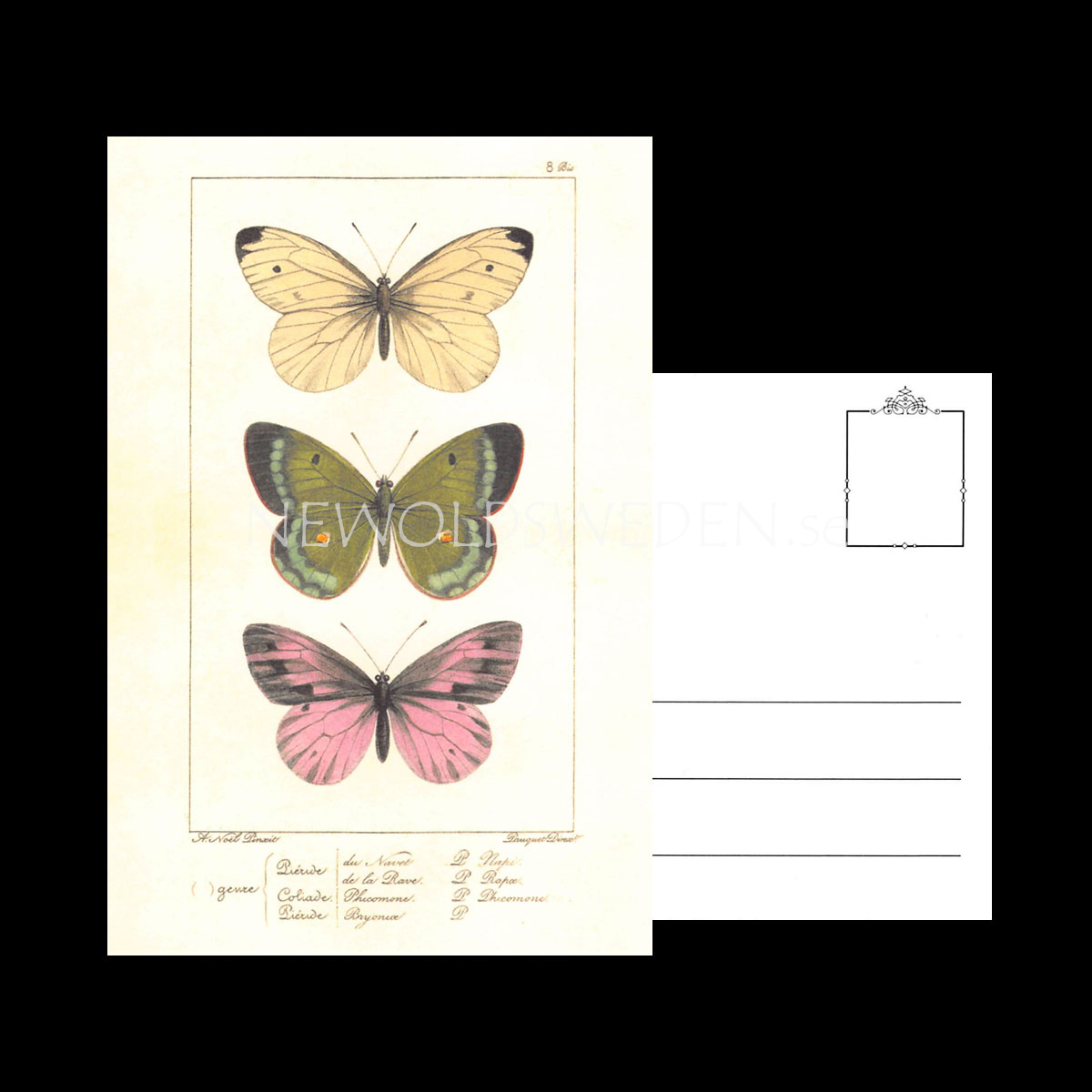 Butterflies Vintage Vykort Nr: 139 - 10 x 15 cm - 429 - 3