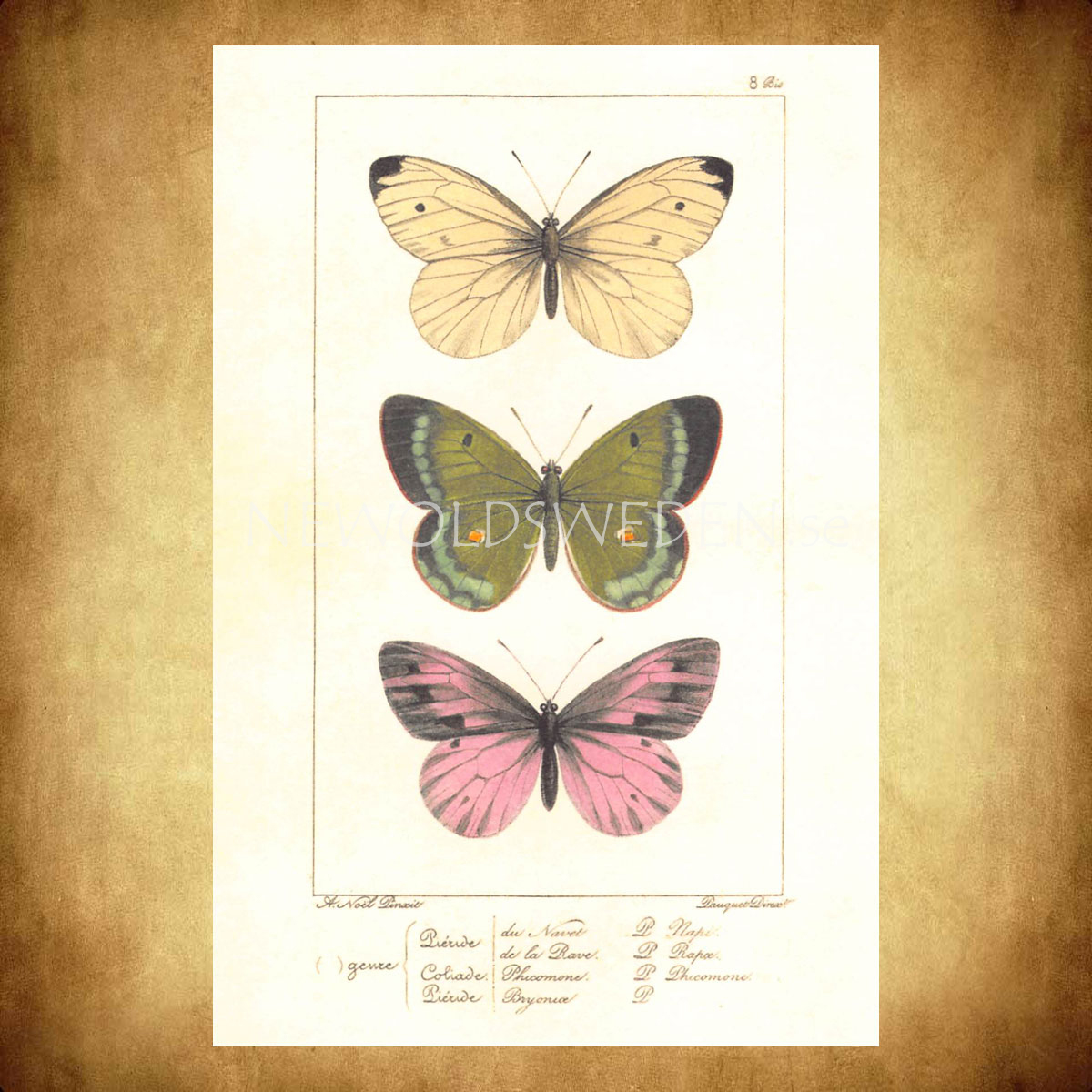 Butterflies Vintage Vykort Nr: 139 - 10 x 15 cm - 429 - 2