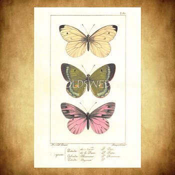 Butterflies Vintage Vykort Nr: 139 - 10 x 15 cm - 429