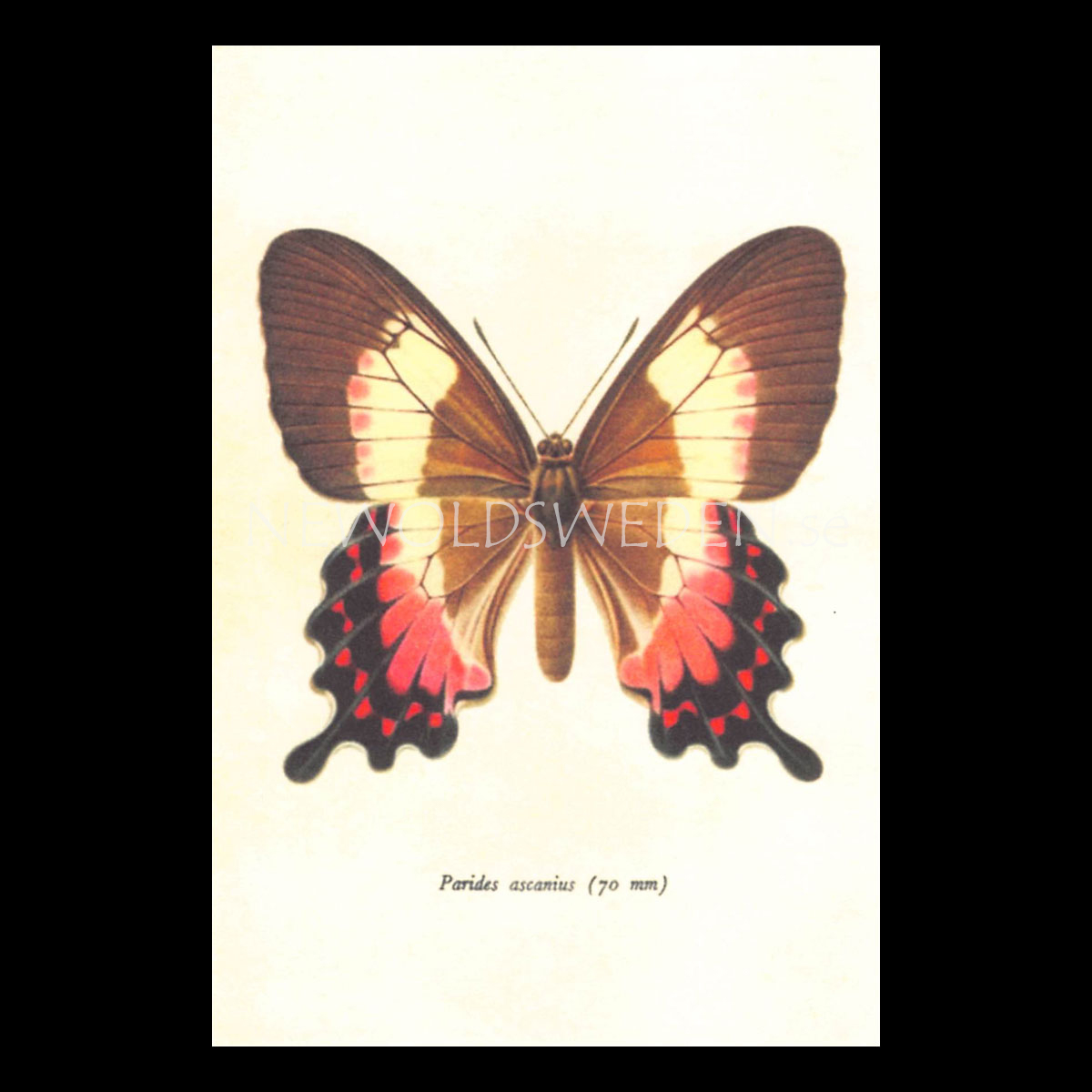 Butterflies Vintage Vykort Nr: 138 - 10 x 15 cm - 429