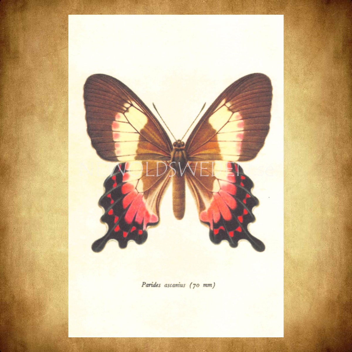 Butterflies Vintage Vykort Nr: 138 - 10 x 15 cm - 429 - 2