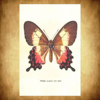 Butterflies Vintage Vykort Nr: 138 - 10 x 15 cm - 429