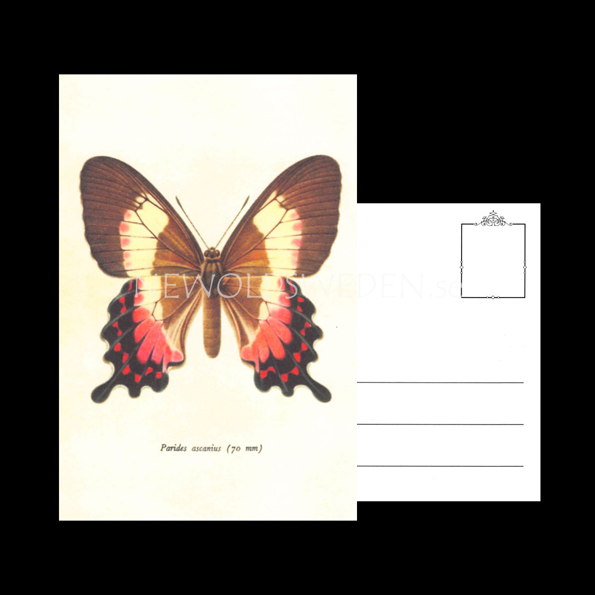 Butterflies Vintage Vykort Nr: 138 - 10 x 15 cm - 429 - 3
