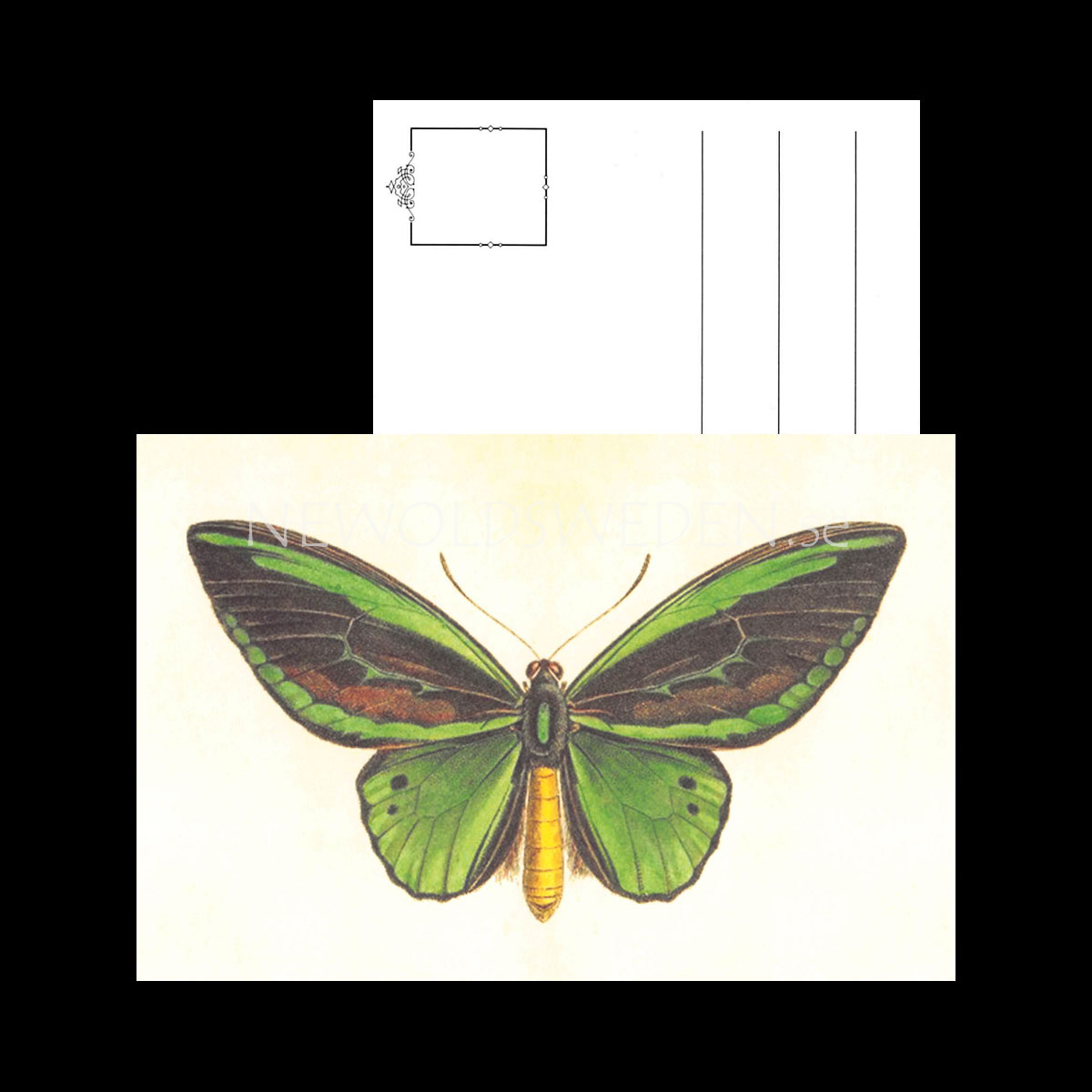 Butterflies Vintage Vykort Nr: 137 - 10 x 15 cm - 429 - 3