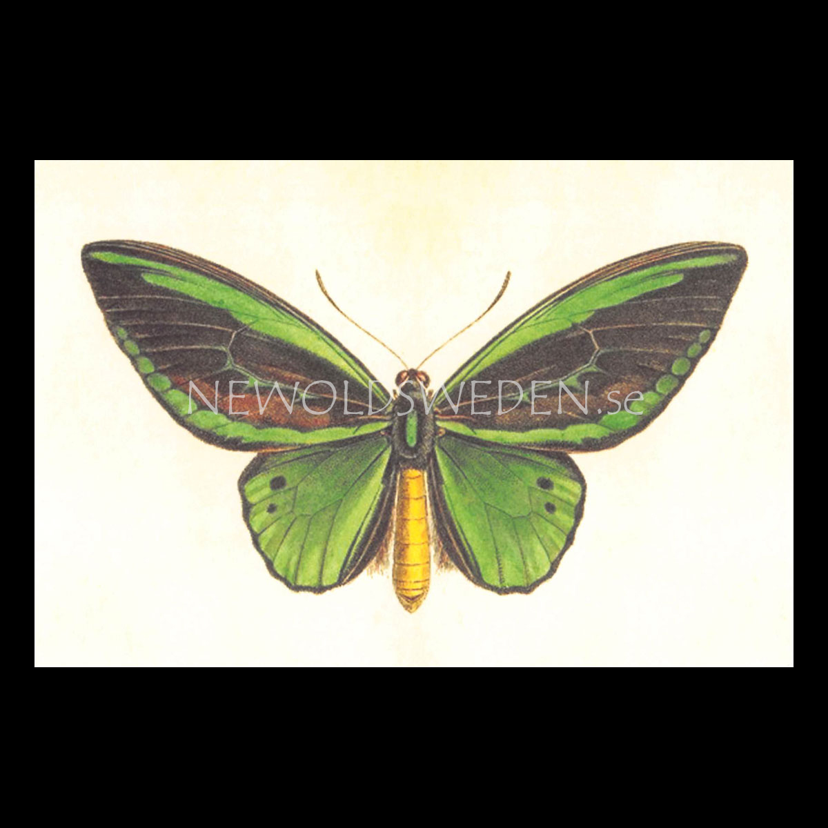 Butterflies Vintage Vykort Nr: 137 - 10 x 15 cm - 429