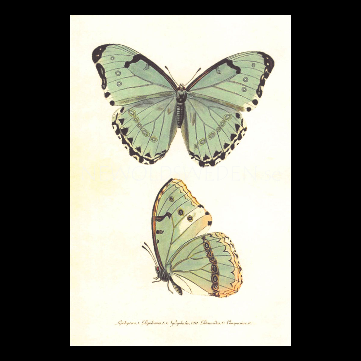 Butterflies Vintage Vykort Nr: 136 - 10 x 15 cm - 429
