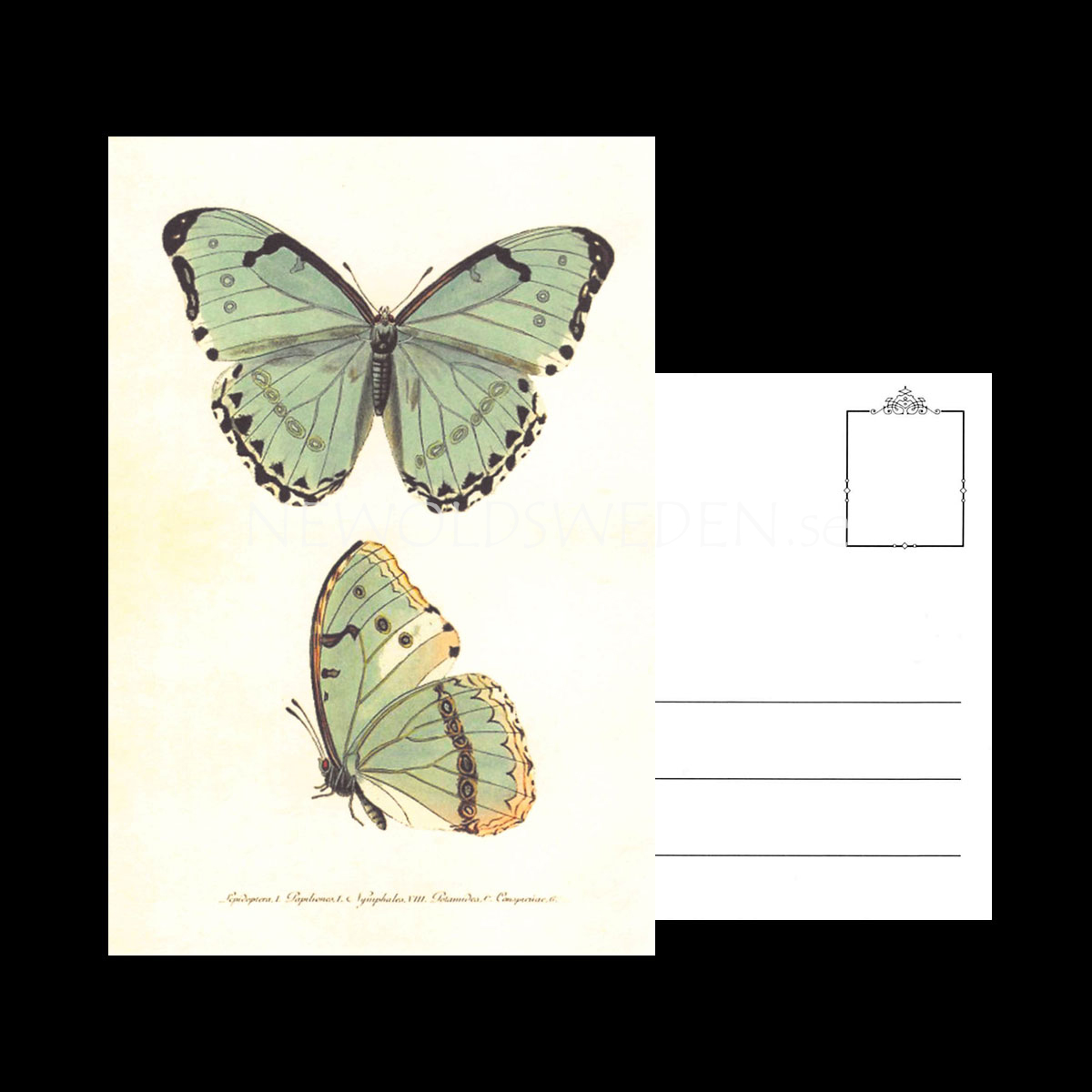 Butterflies Vintage Vykort Nr: 136 - 10 x 15 cm - 429 - 3