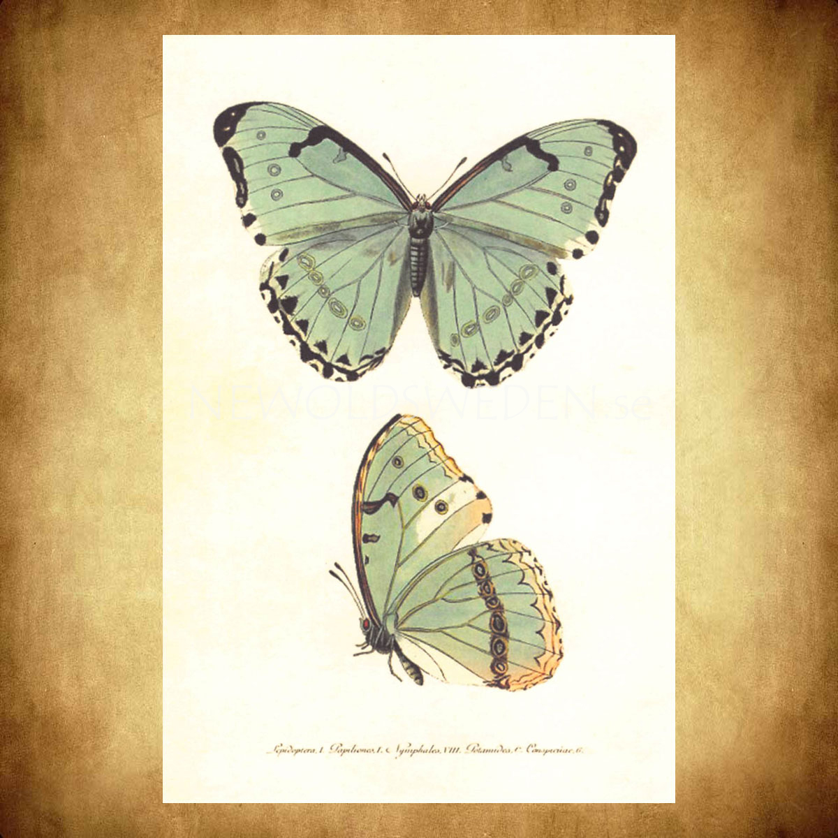 Butterflies Vintage Vykort Nr: 136 - 10 x 15 cm - 429 - 2