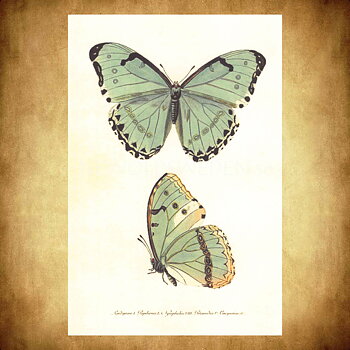Butterflies Vintage Vykort Nr: 136 - 10 x 15 cm - 429