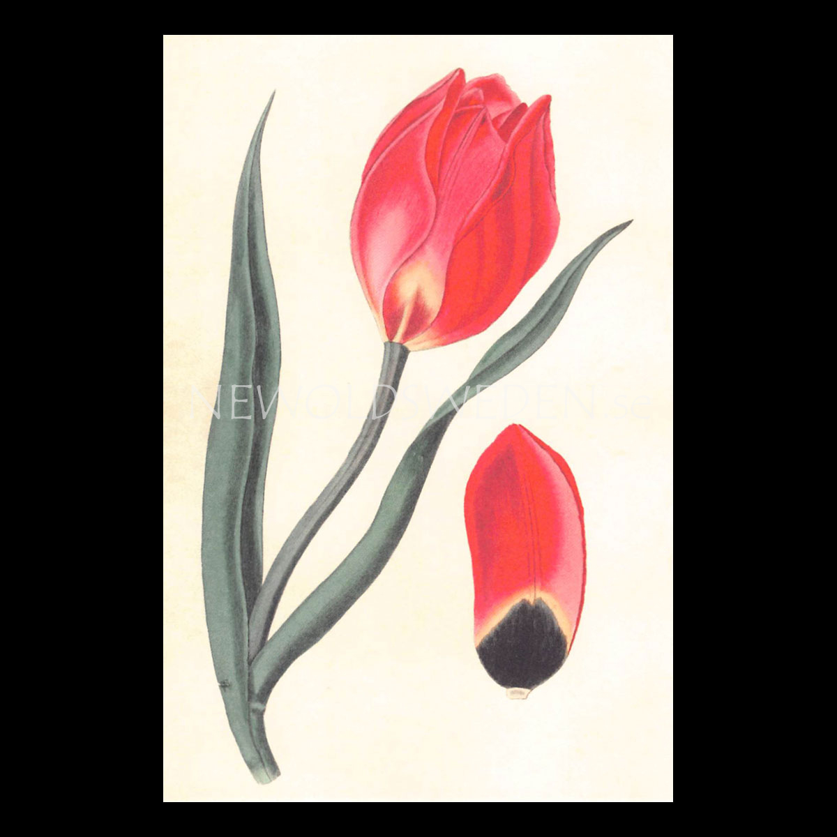TULIPA Vintage Vykort Nr: 151 - 10 x 15 cm - 429