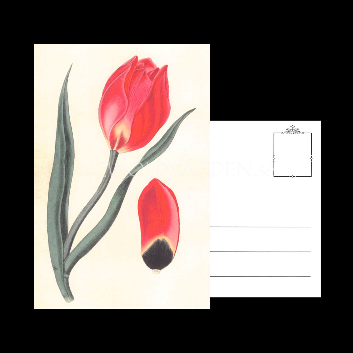 TULIPA Vintage Vykort Nr: 151 - 10 x 15 cm - 429 - 3