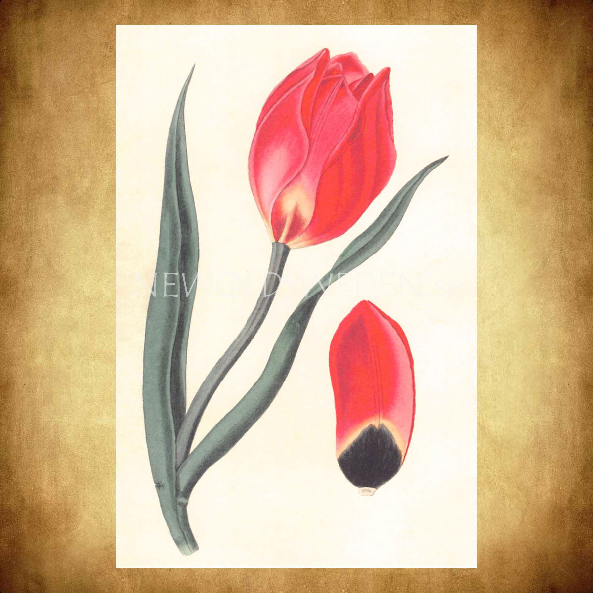 TULIPA Vintage Vykort Nr: 151 - 10 x 15 cm - 429 - 2