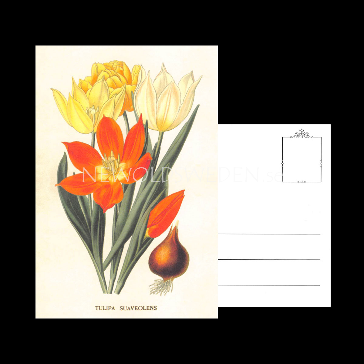 TULIPA Vintage Vykort Nr: 150 - 10 x 15 cm - 429 - 3