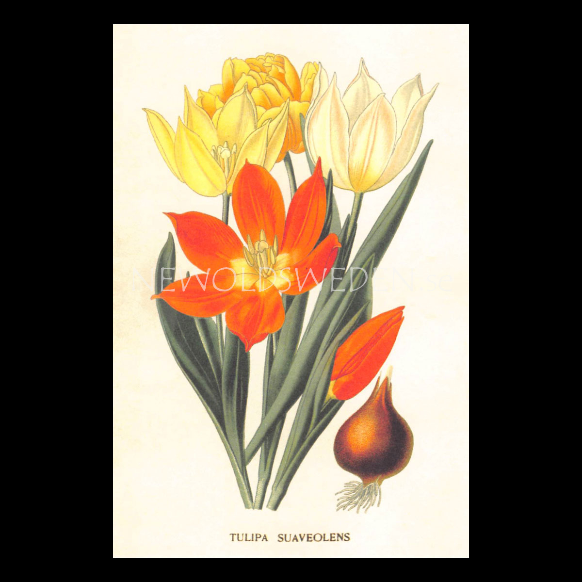 TULIPA Vintage Vykort Nr: 150 - 10 x 15 cm - 429