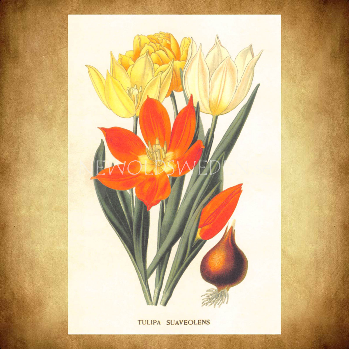 TULIPA Vintage Vykort Nr: 150 - 10 x 15 cm - 429 - 2