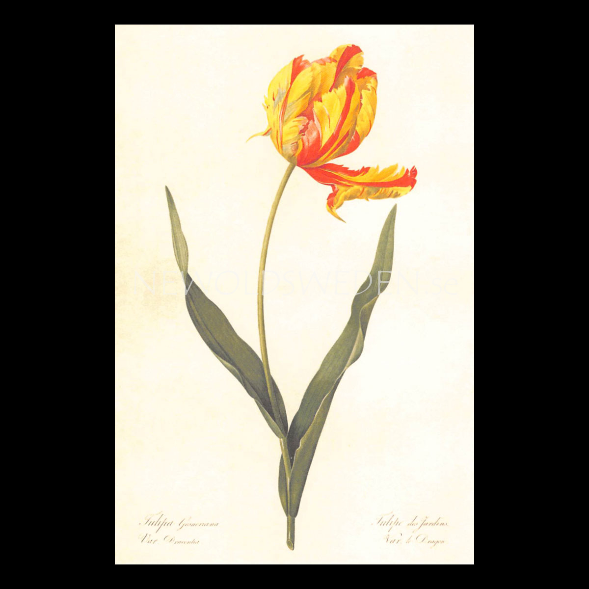 TULIPA Vintage Vykort Nr: 149 - 10 x 15 cm - 429