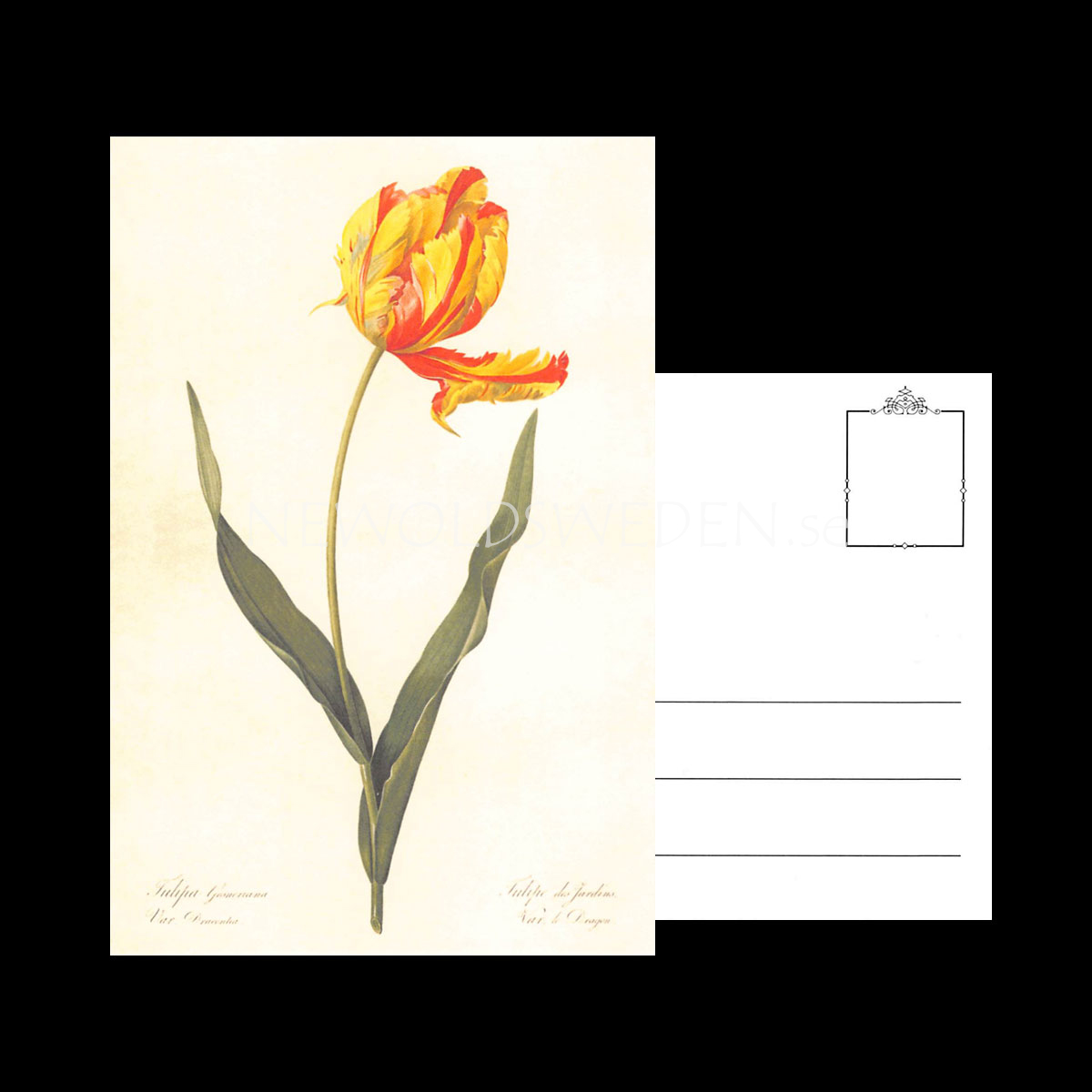 TULIPA Vintage Vykort Nr: 149 - 10 x 15 cm - 429 - 3