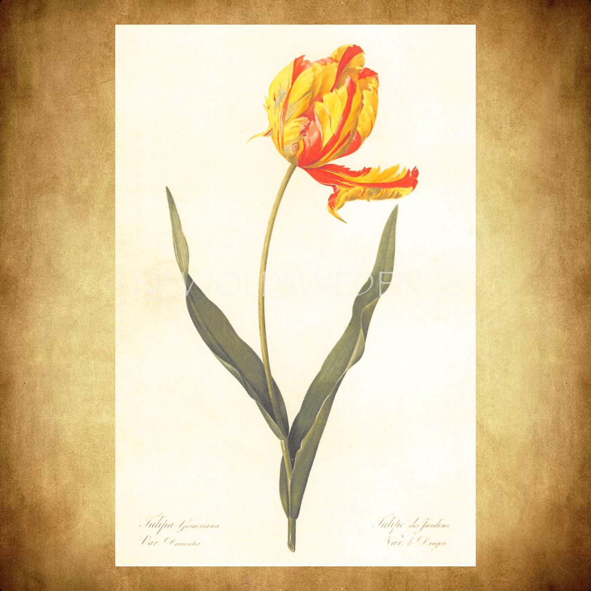 TULIPA Vintage Vykort Nr: 149 - 10 x 15 cm - 429 - 2