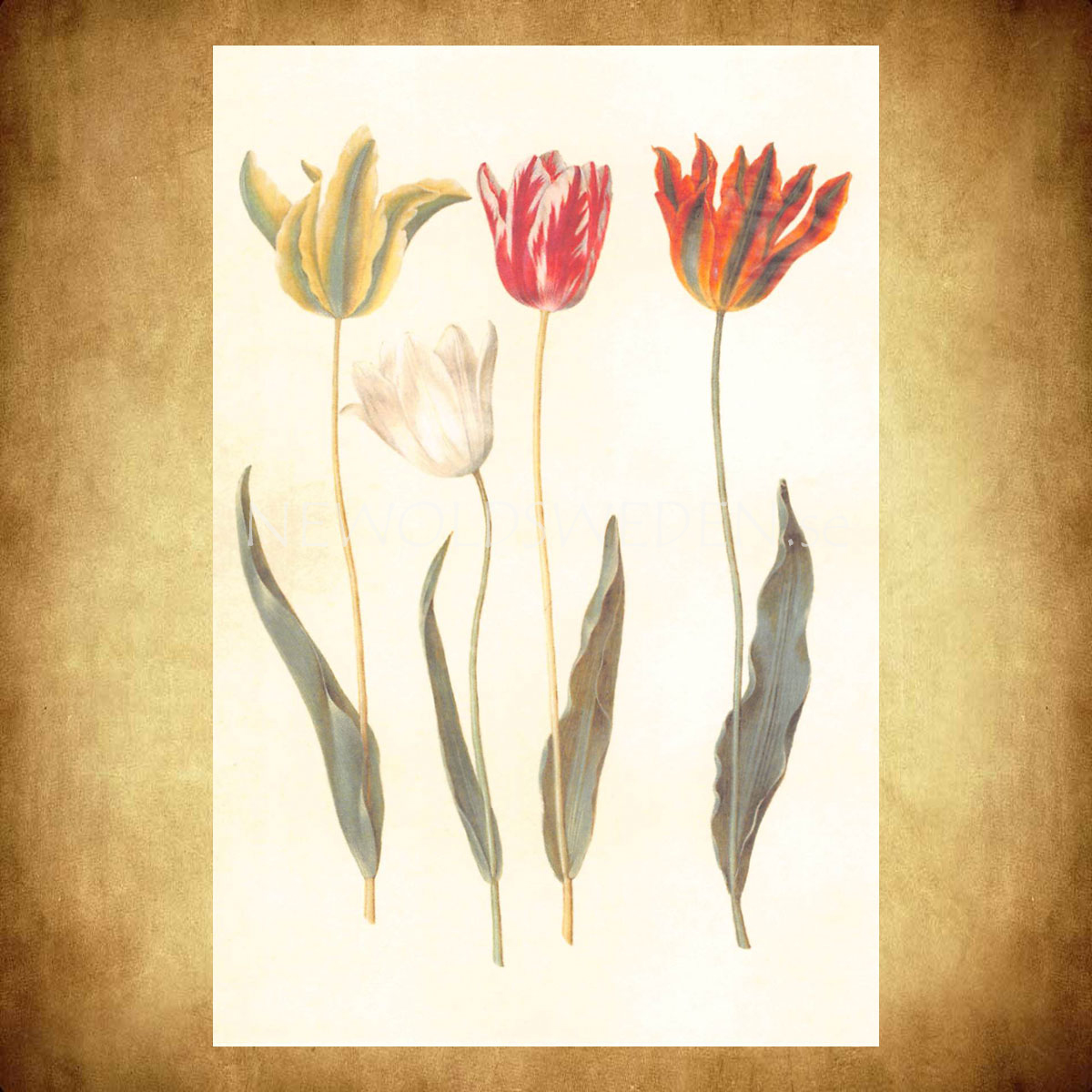 TULIPA Vintage Vykort Nr: 148 - 10 x 15 cm - 429 - 2