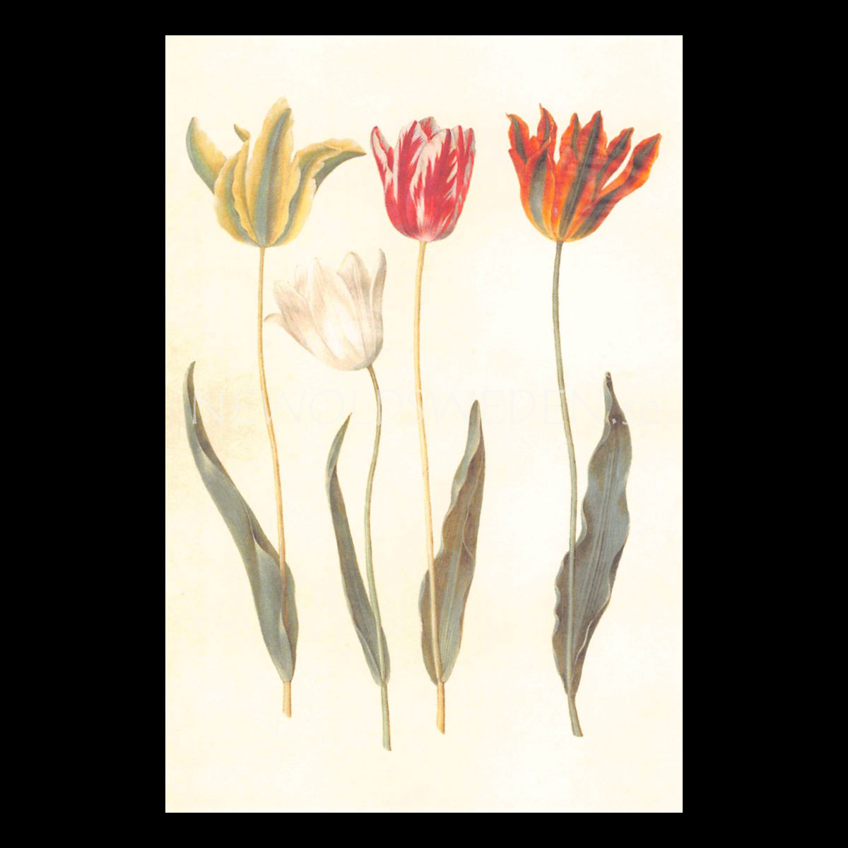 TULIPA Vintage Vykort Nr: 148 - 10 x 15 cm - 429
