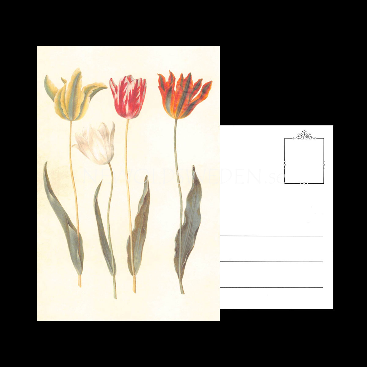 TULIPA Vintage Vykort Nr: 148 - 10 x 15 cm - 429 - 3