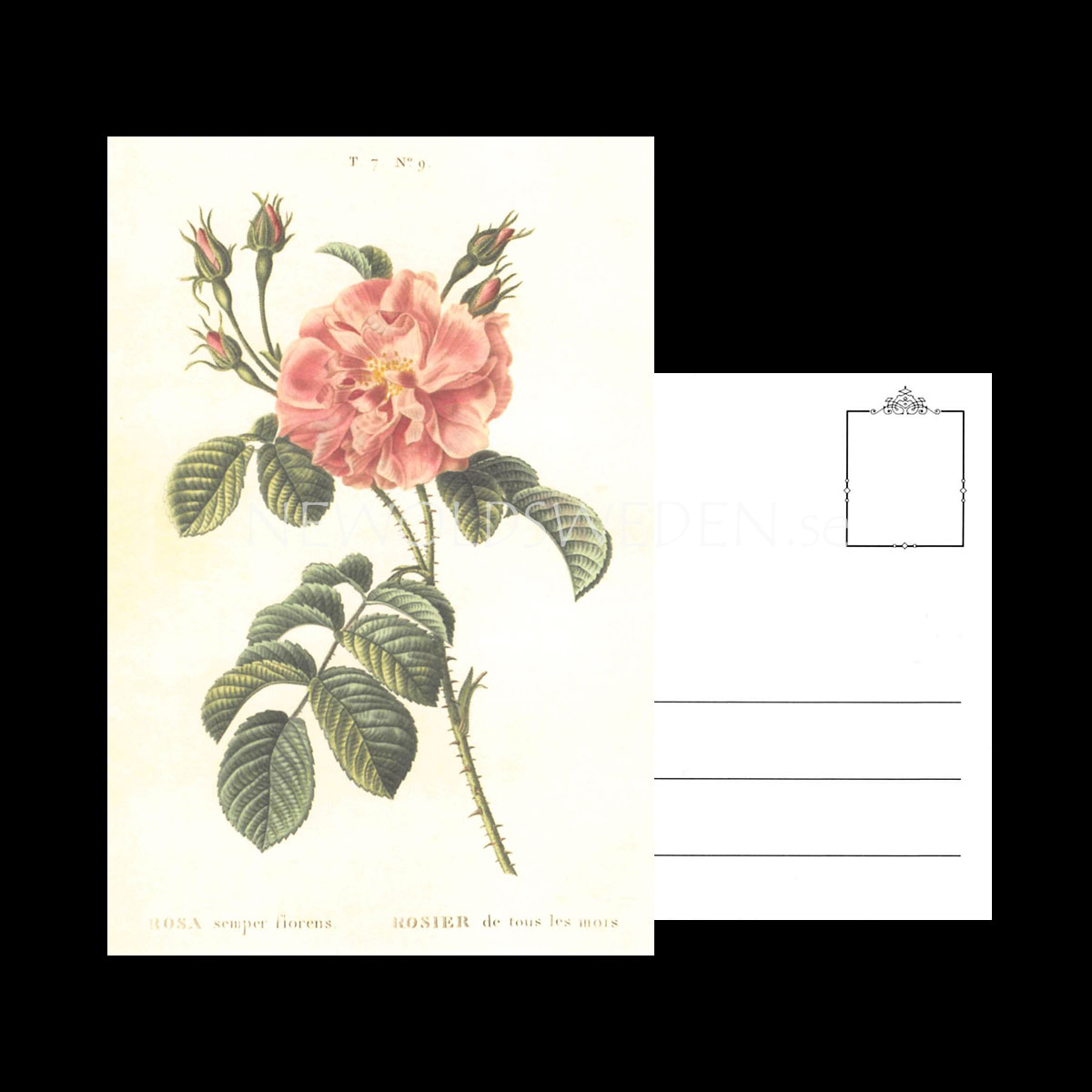 ROSA Vintage Vykort Nr: 147 - 10 x 15 cm - 429 - 3