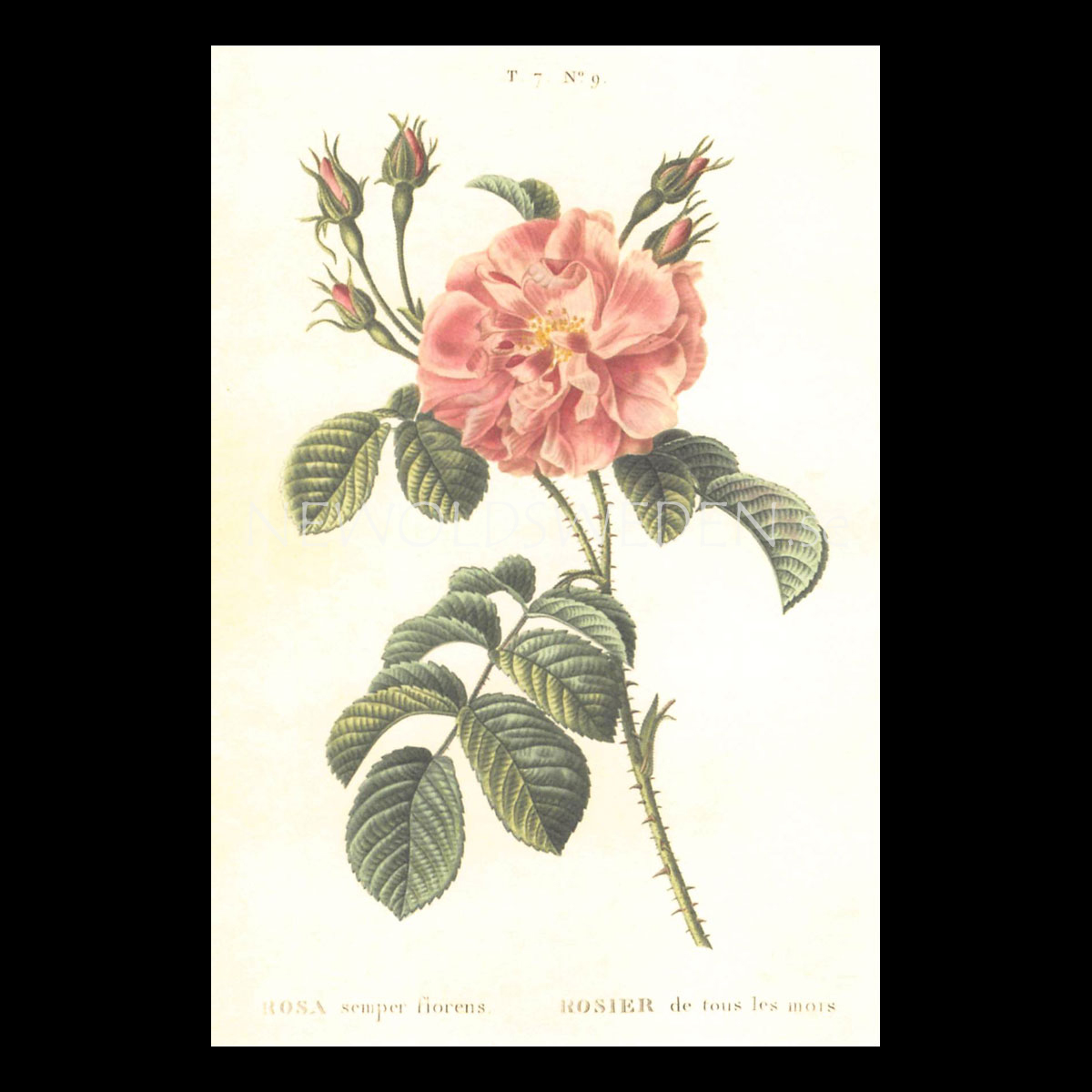 ROSA Vintage Vykort Nr: 147 - 10 x 15 cm - 429
