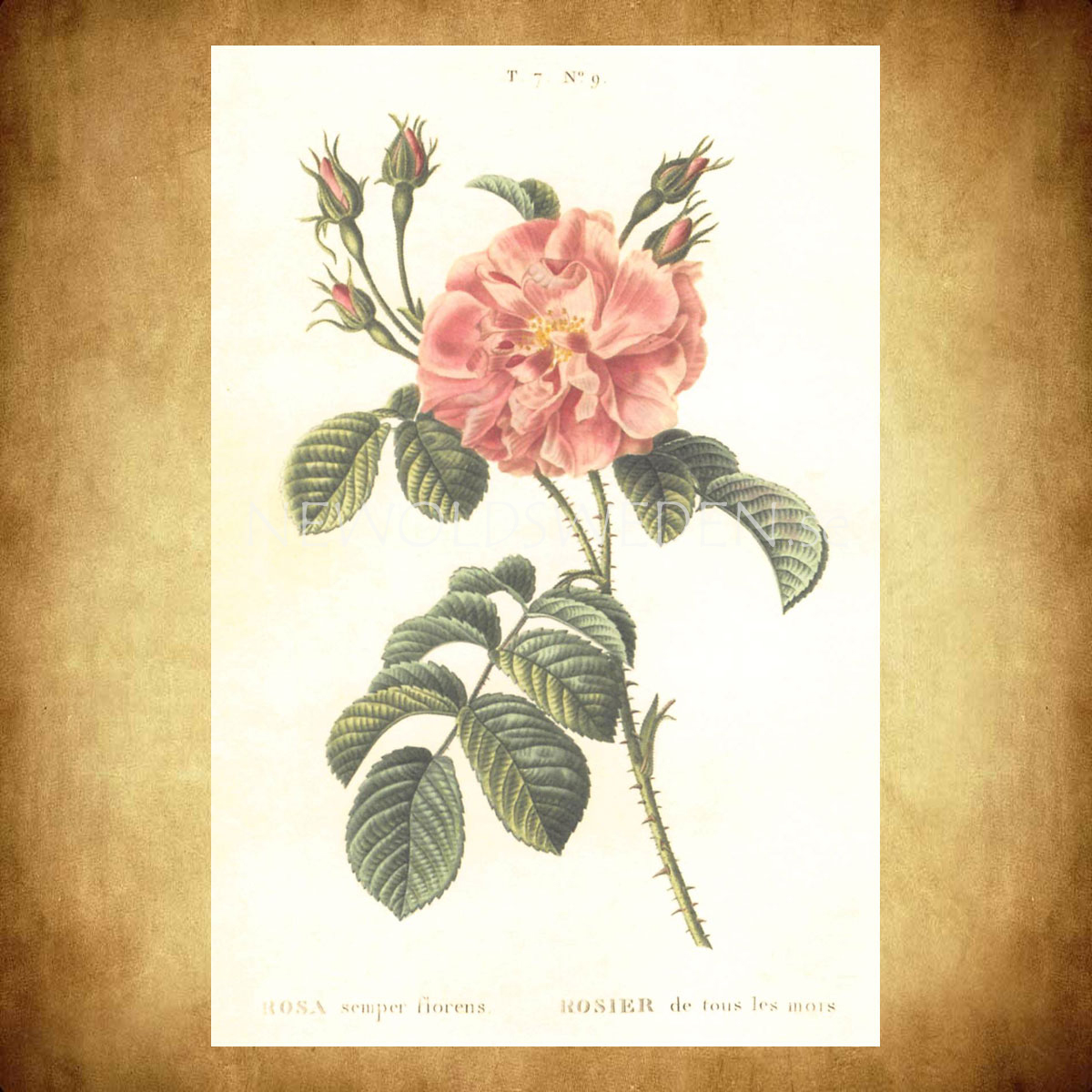 ROSA Vintage Vykort Nr: 147 - 10 x 15 cm - 429 - 2