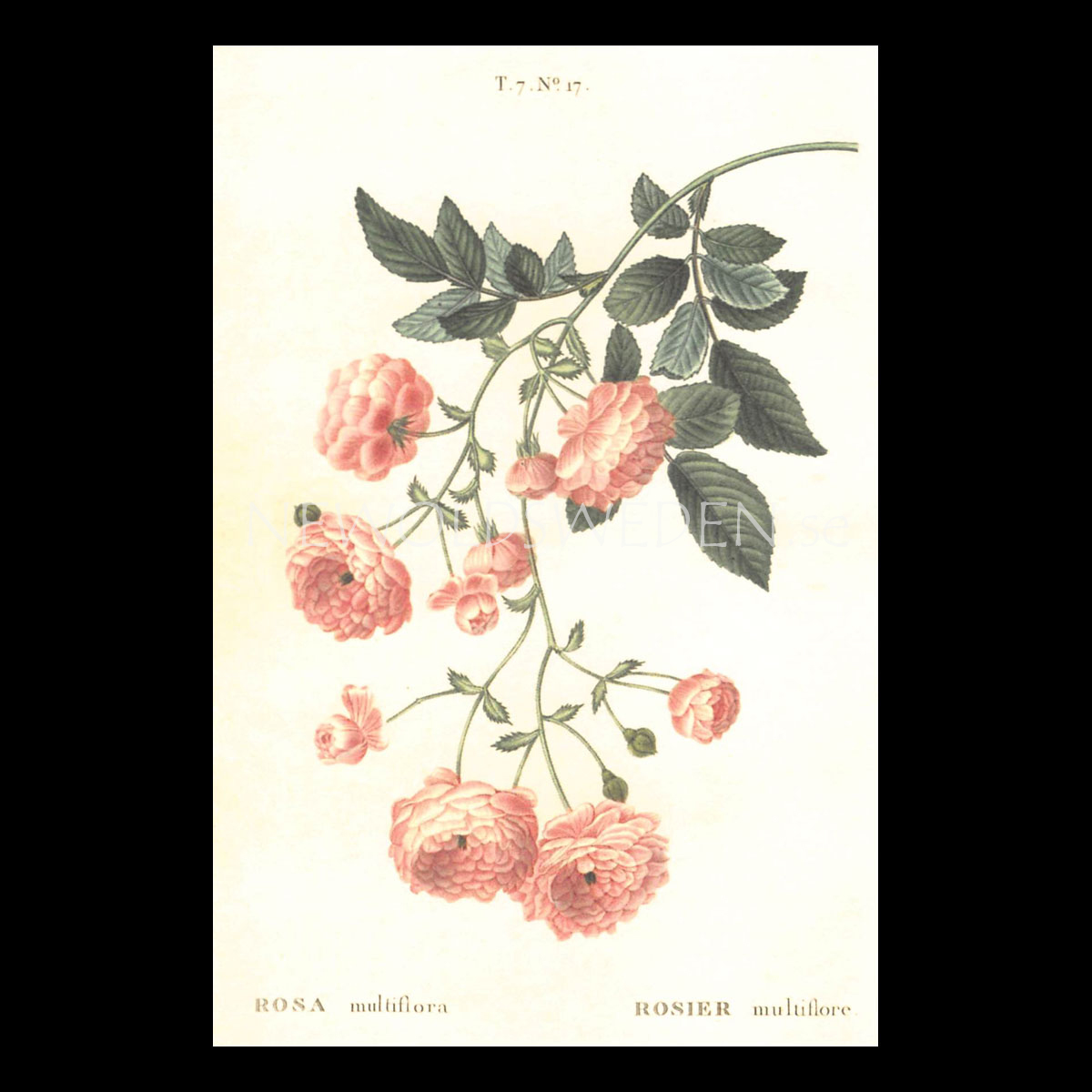 ROSA Vintage Vykort Nr: 146 - 10 x 15 cm - 429