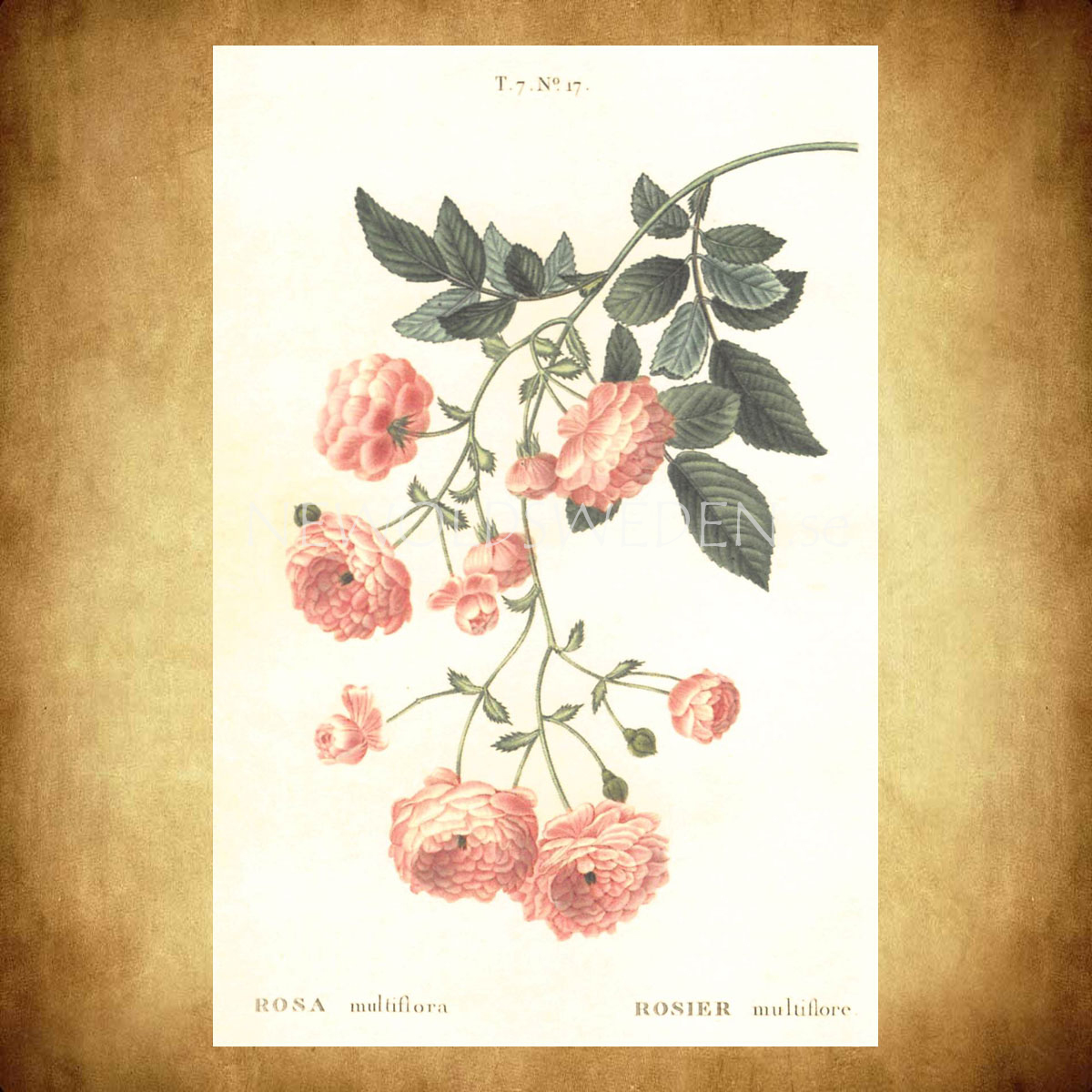 ROSA Vintage Vykort Nr: 146 - 10 x 15 cm - 429 - 2