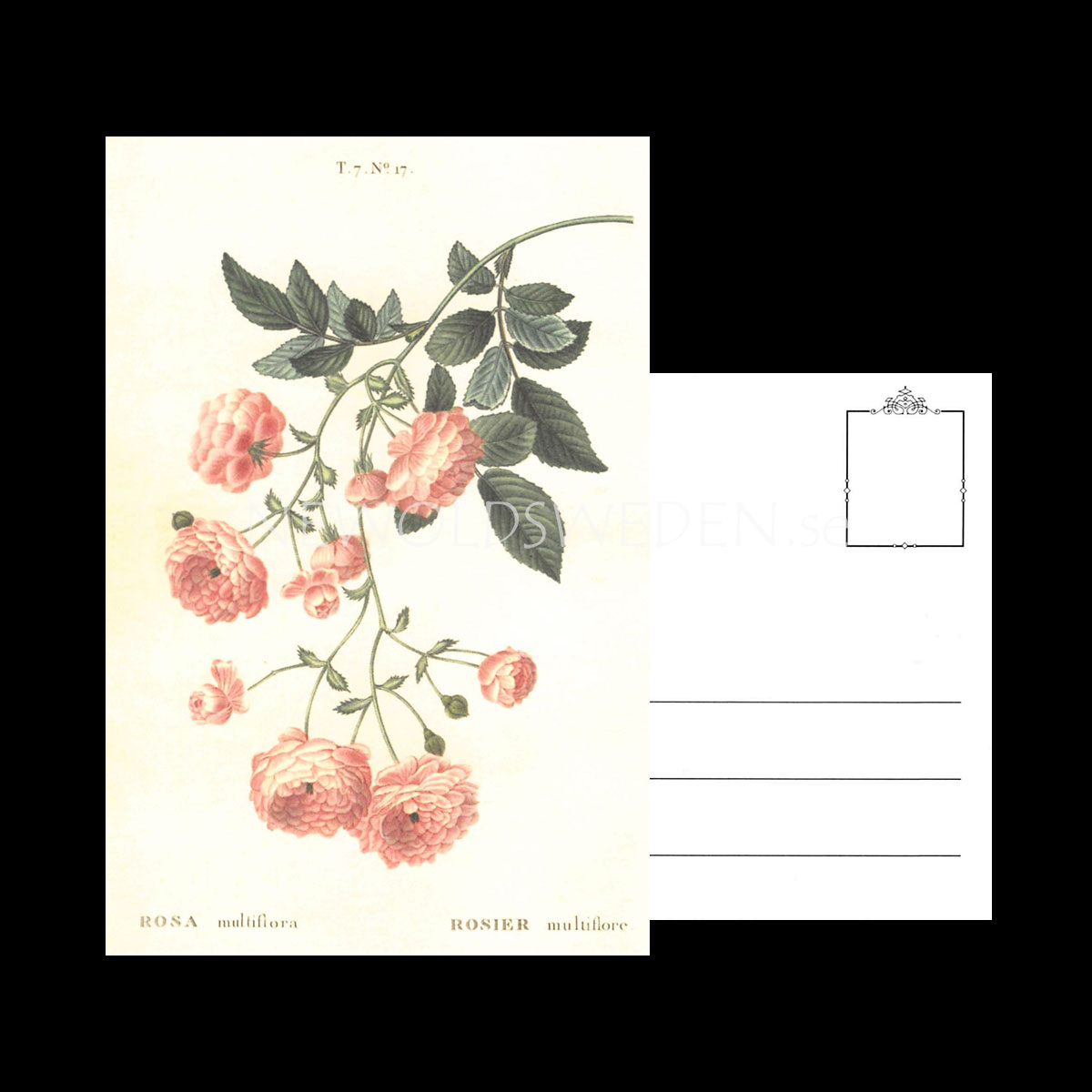 ROSA Vintage Vykort Nr: 146 - 10 x 15 cm - 429 - 3