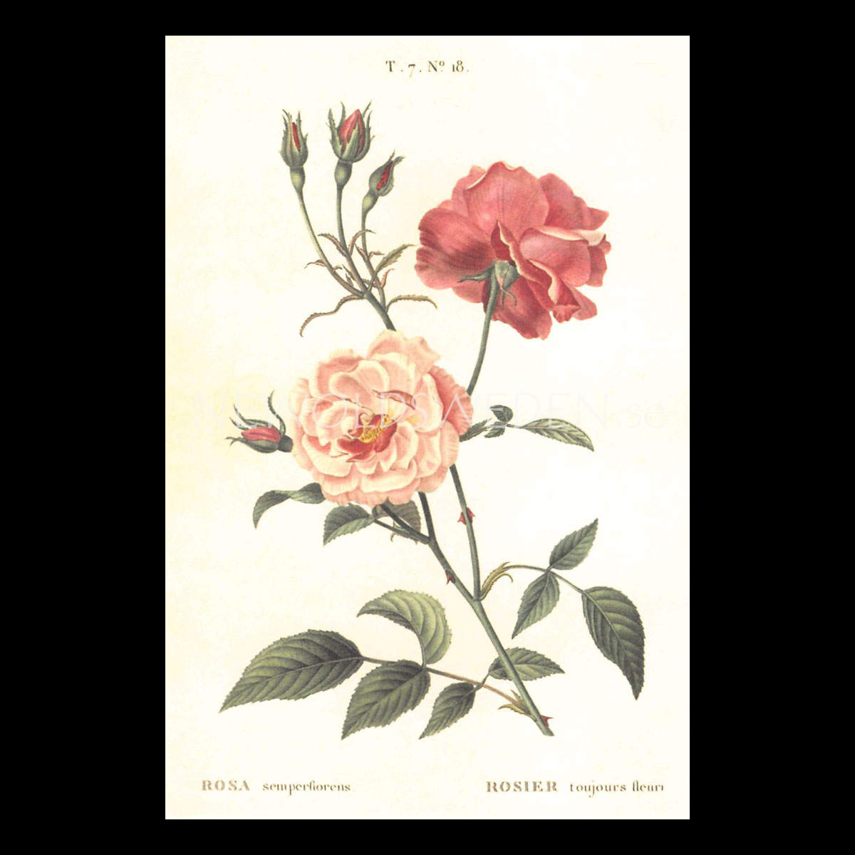 ROSA Vintage Vykort Nr: 145 - 10 x 15 cm - 429