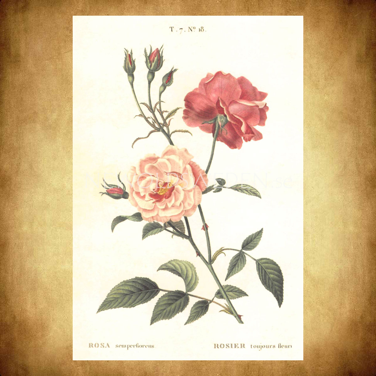 ROSA Vintage Vykort Nr: 145 - 10 x 15 cm - 429 - 2
