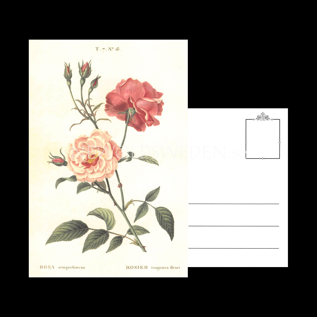 ROSA Vintage Vykort Nr: 145 - 10 x 15 cm - 429 - 3