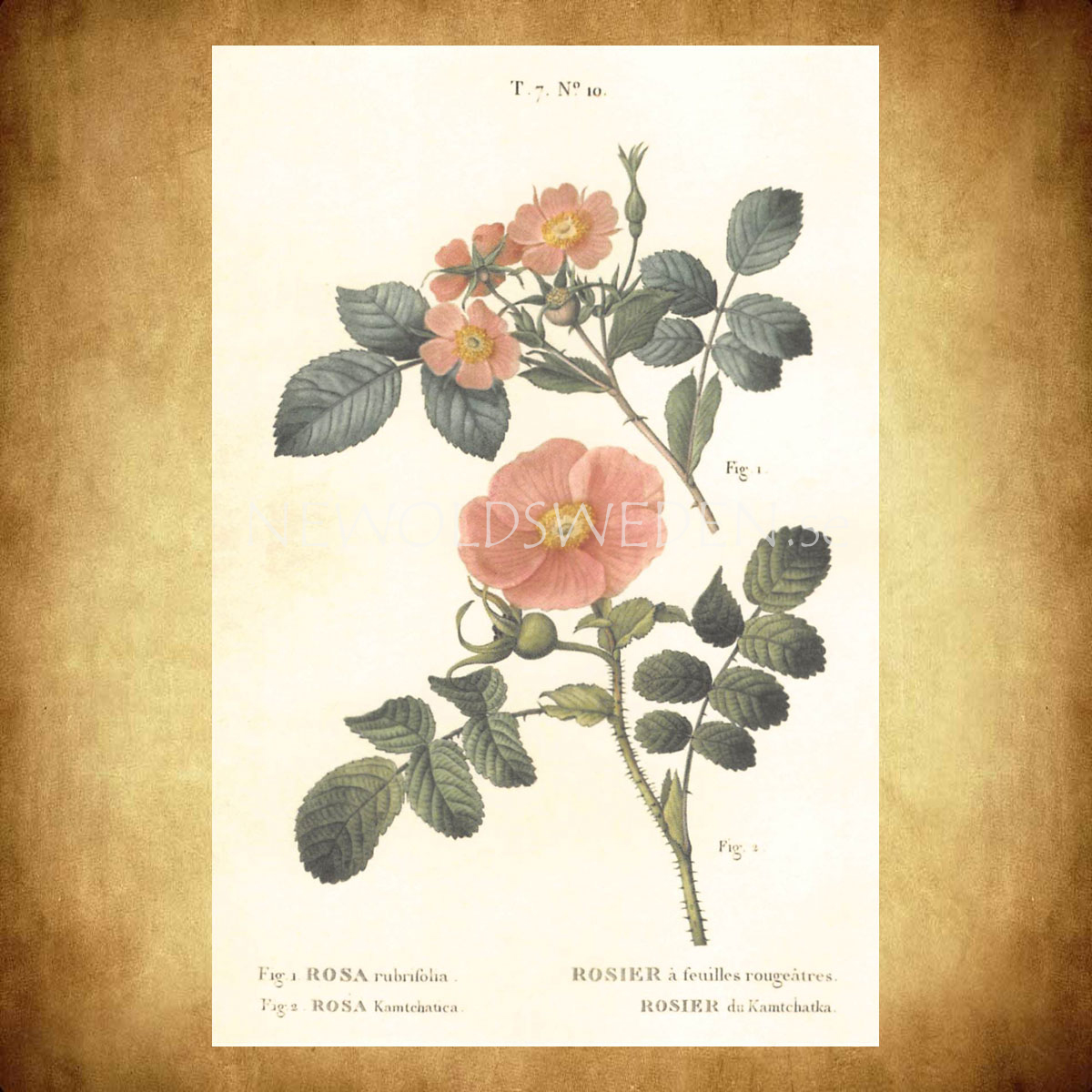 ROSA Vintage Vykort Nr: 144 - 10 x 15 cm - 429 - 2