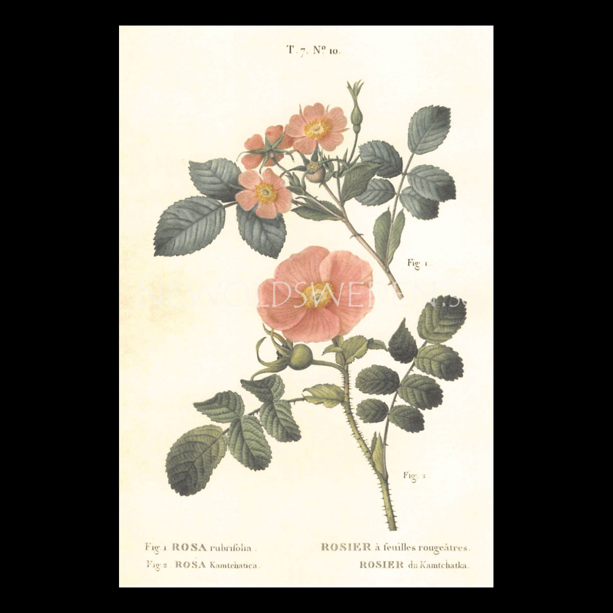 ROSA Vintage Vykort Nr: 144 - 10 x 15 cm - 429